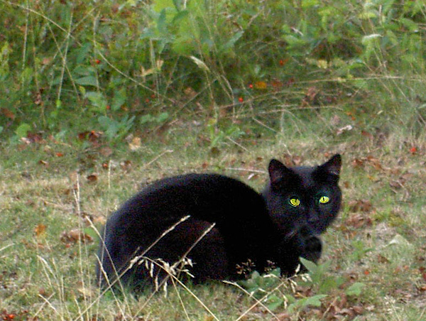 Svarta katten lg p berget mot grannen.